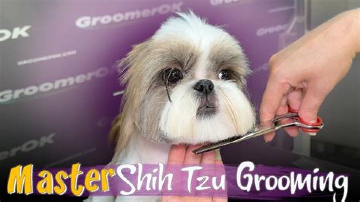 How often should a shih tzu be groomed?