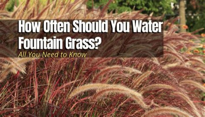 How often to water grass?
