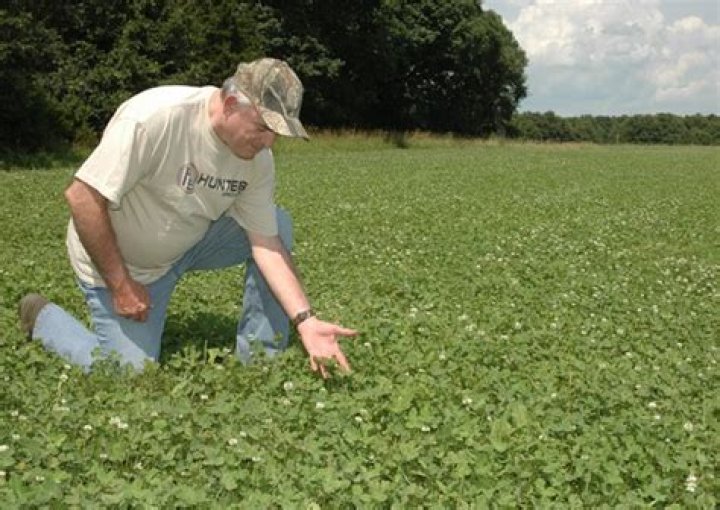 How tall does ladino clover get?