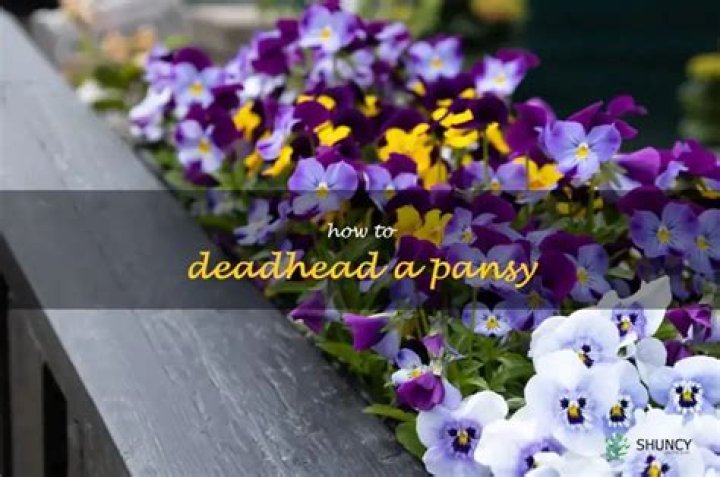 How to deadhead a pansy?