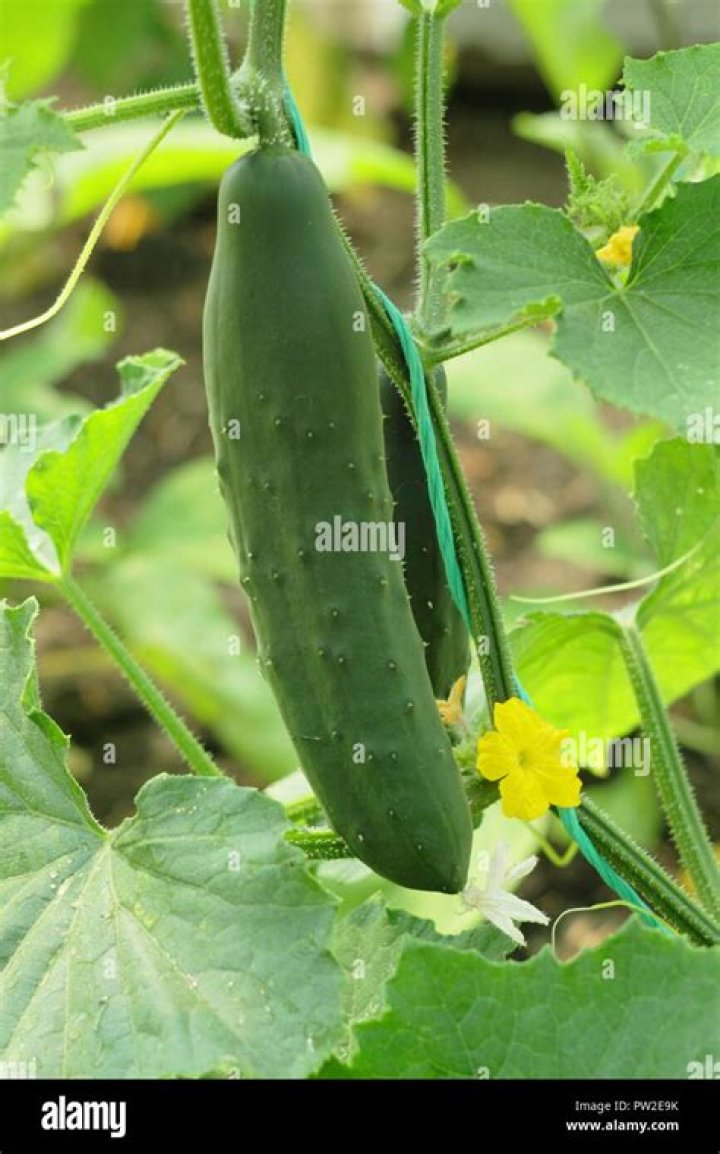 How to grow cucumis sativus?
