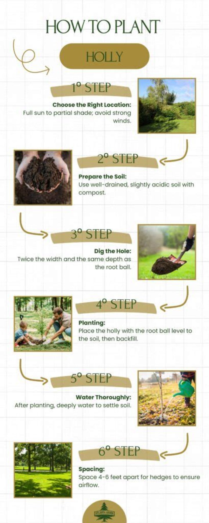 How to plant holly?