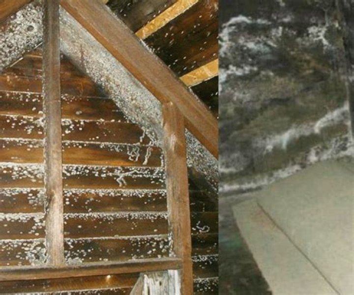 How to remove cladosporium?