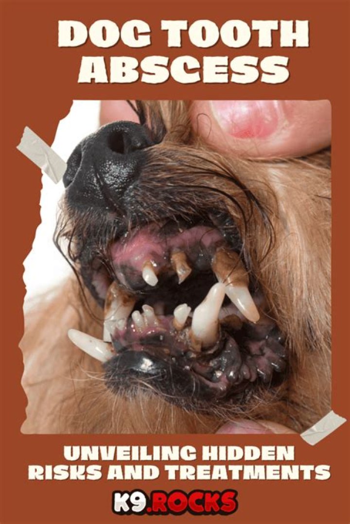 How to treat a dog tooth abscess at home?