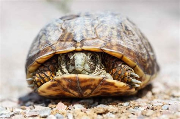 How tortoise escape from enemies?