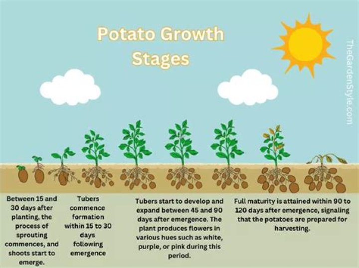 How was the first potato grown?