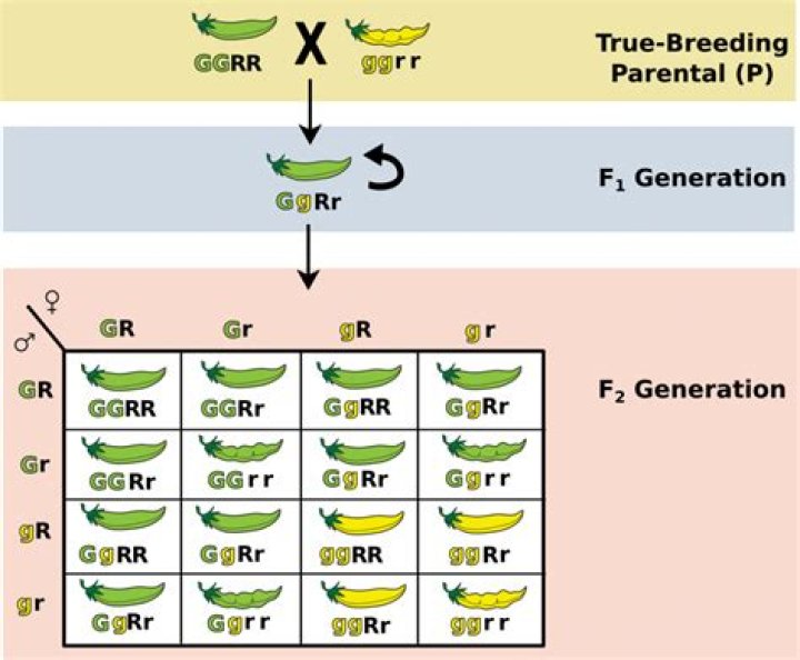 In a mendelian dihybrid cross ratio of parental?