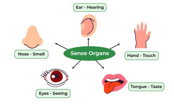 In regard to sense organs what is punctate distribution?