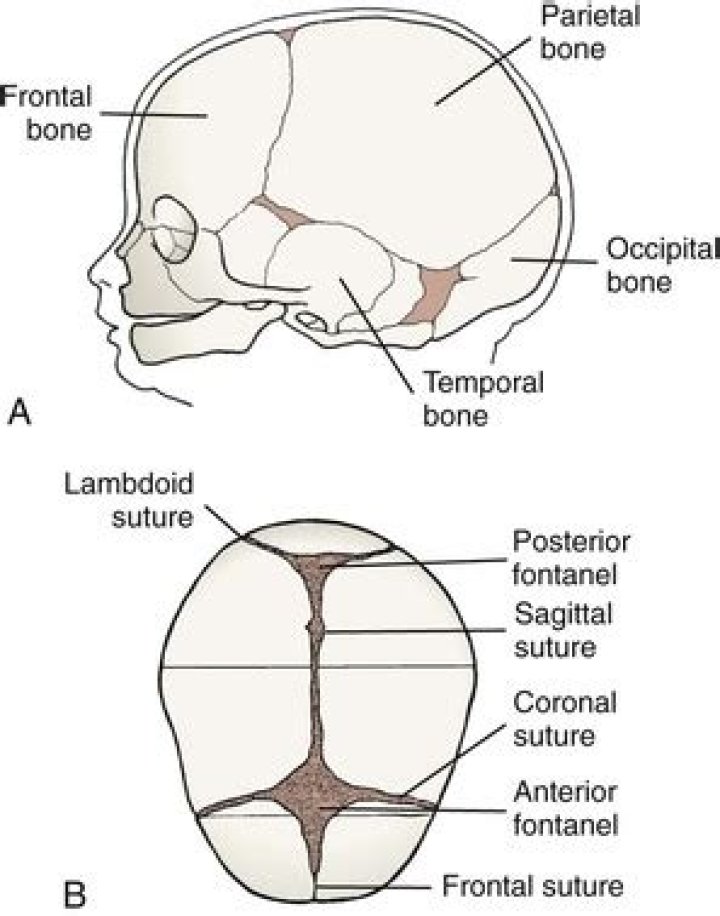 In the diagram which is largest fontanel in size at birth?