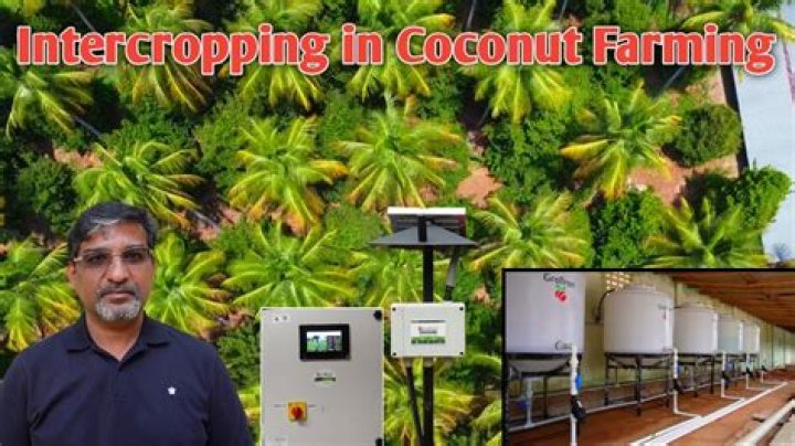 Intercropping in coconut garden?