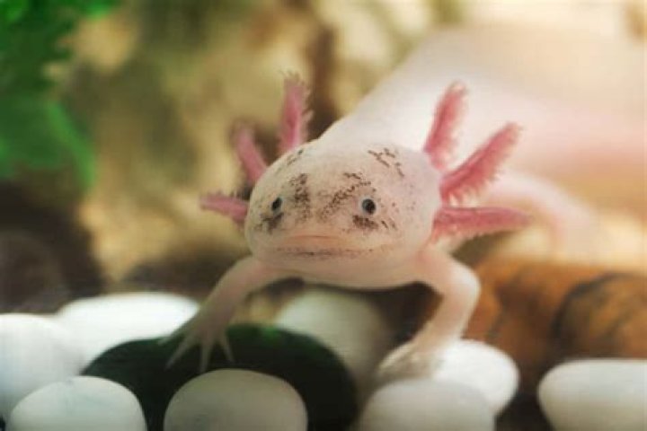 Is axolotl legal in singapore?