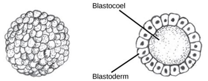 Is blastomere a blastoderm?