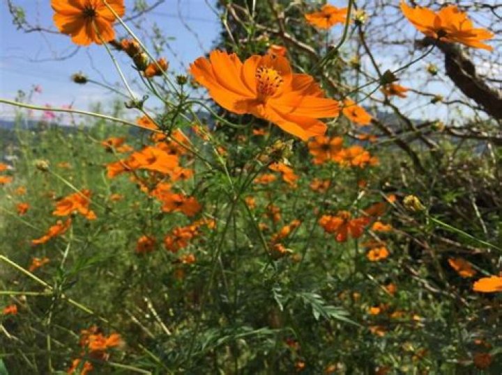 Is cosmos an annual?