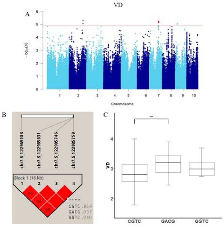 Is ear shape genetic?