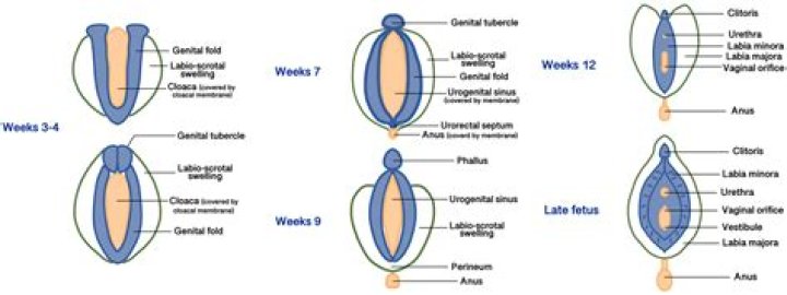 Is it normal for labia minora to be enlarged?