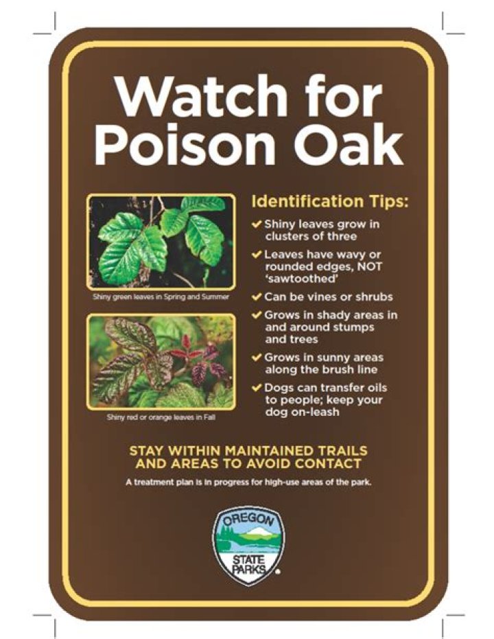 Is poison oak poisonous?
