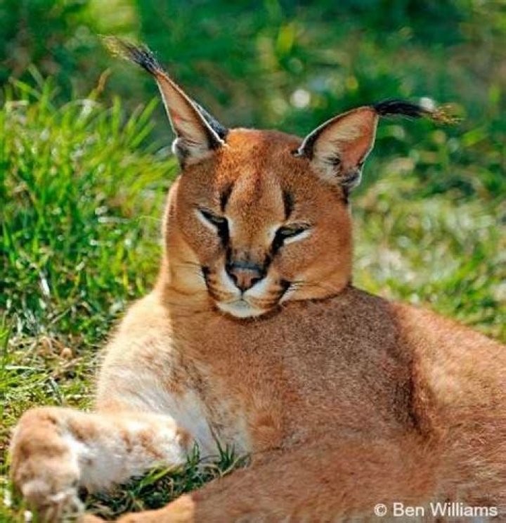 Is the caracal endangered?