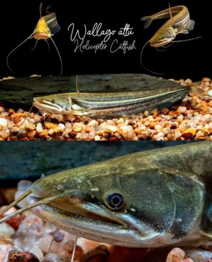 Is wallago attu good for health?