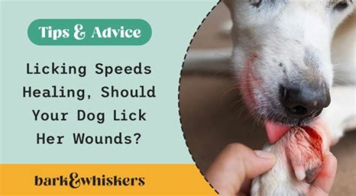Should dogs lick human wounds?