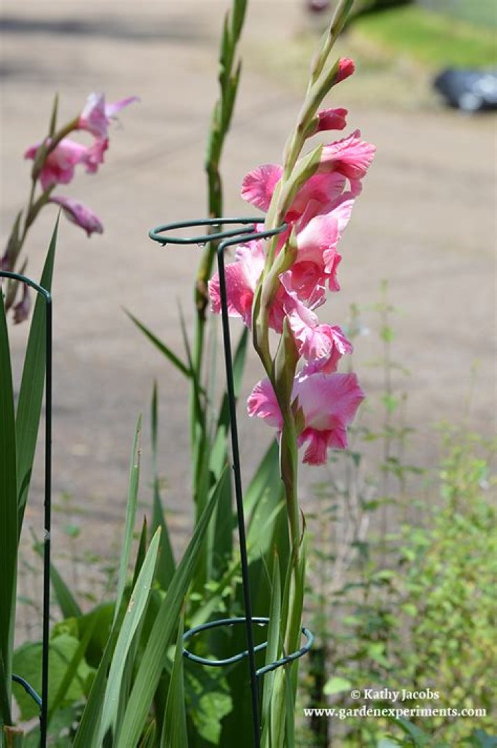 Should gladiolus be staked?