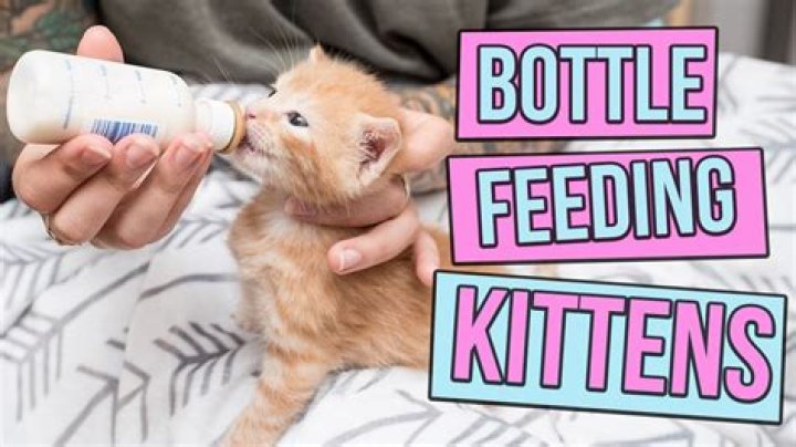 Should i bottle feed the runt kitten?