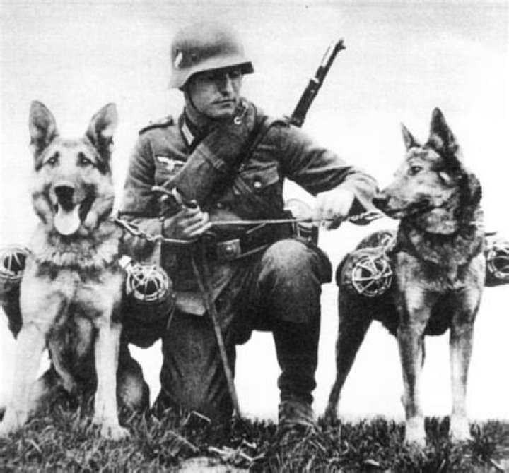 Were german shepherds used in ww2?