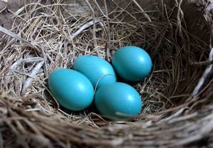 What bird lays turquoise eggs?