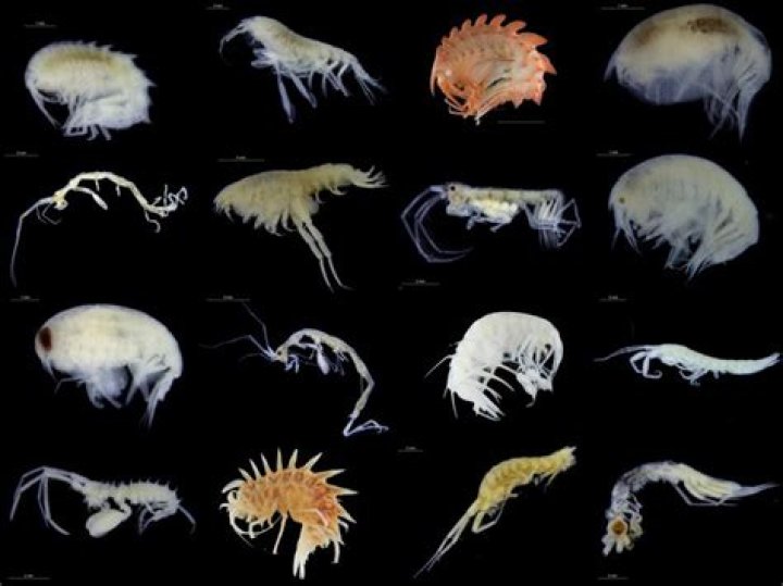 What do amphipods look like?