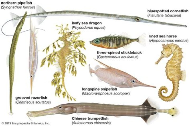 What do pipefish eat?
