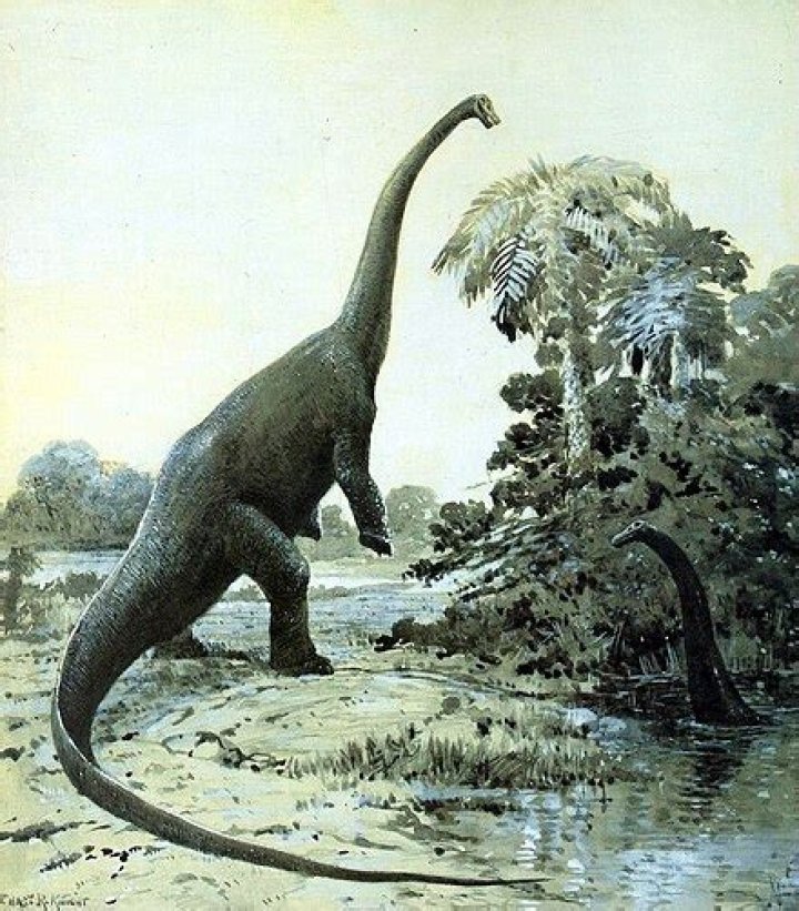What does a diplodocus look like?