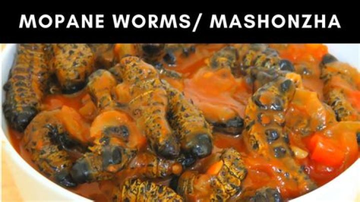 What does mopane worms eat?