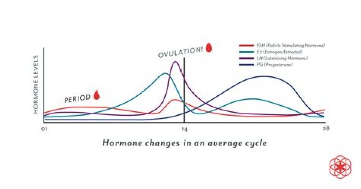 What does oestrogen do in the menstrual cycle?