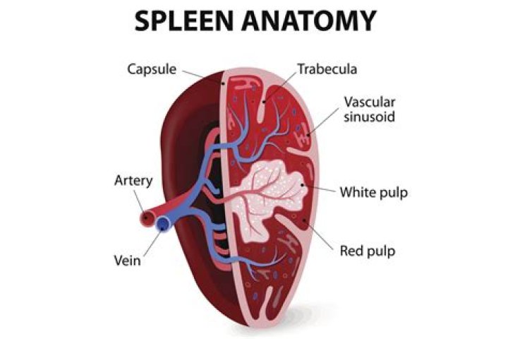 What does splenocele mean?