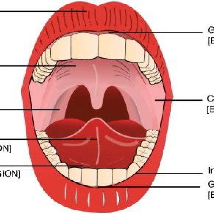 What does subglossal mean?