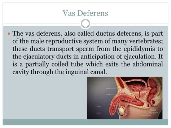 What does vas deferens do?