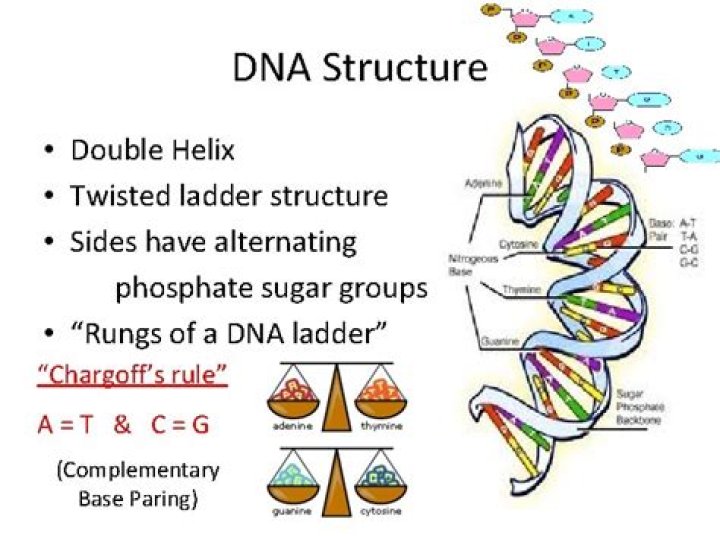 What is a twisted ladder or double helix?