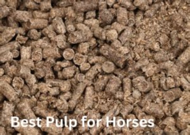 What is beet pulp for horses?