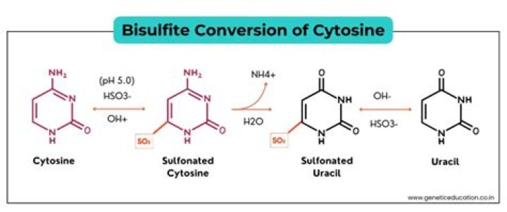 What is bisulfite conversion efficiency?
