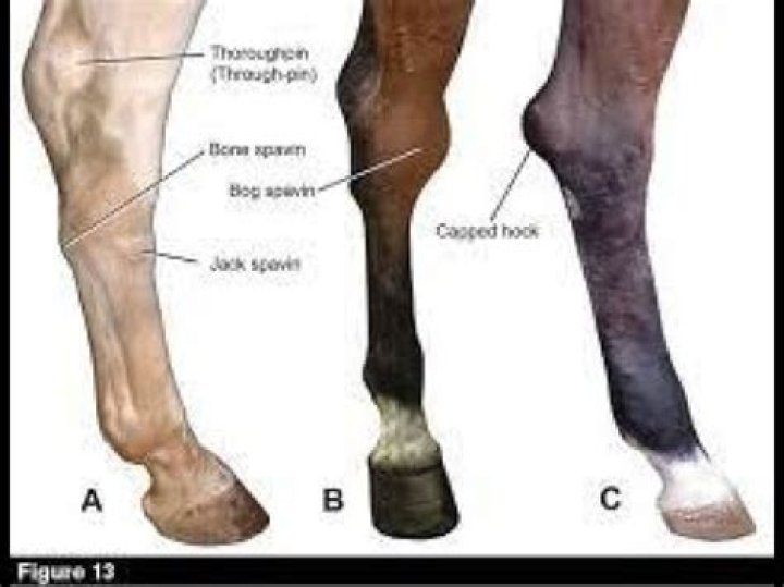 What is blood spavin in horses?