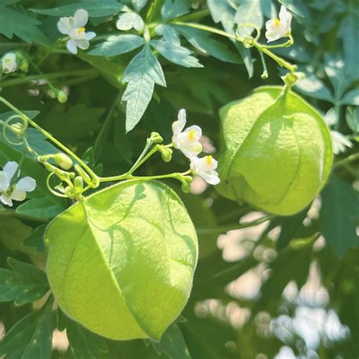 What is cardiospermum halicacabum?