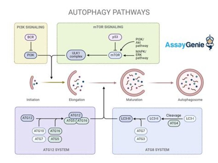 What is cell autophagy?