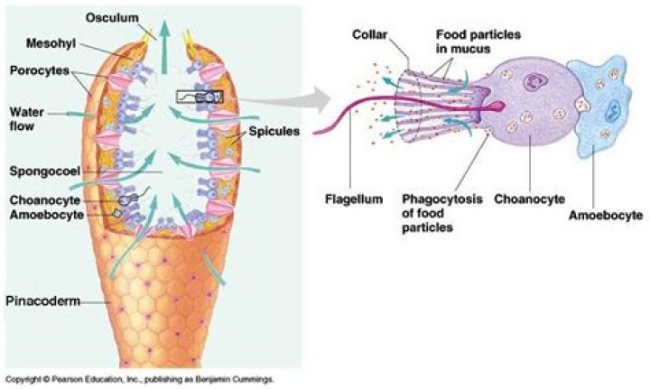 What is choanocyte cell?