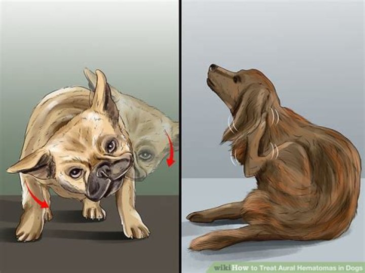 What is hematomas in dogs?