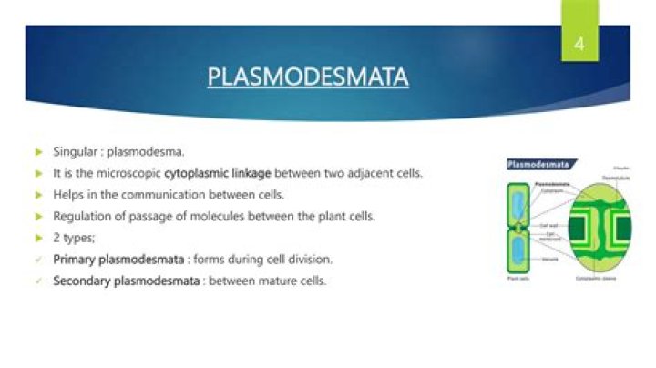 What is plasmodesmata in biology?