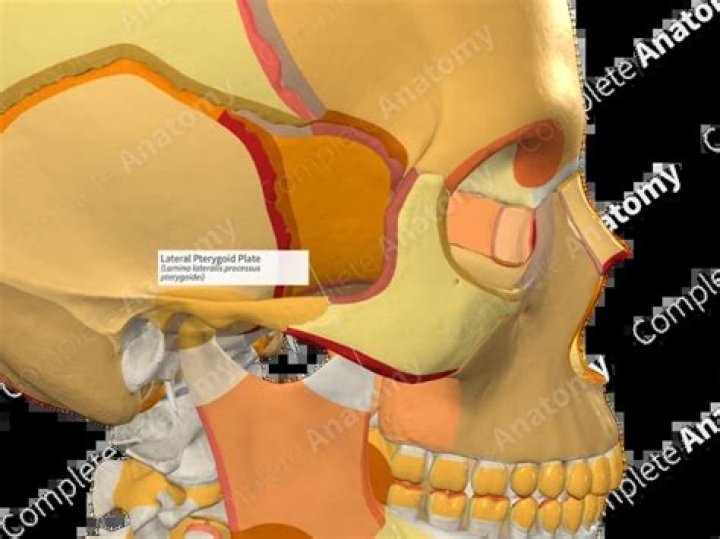 What is pterygoid plate?