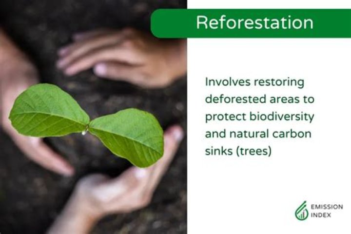 What is reforestation process?