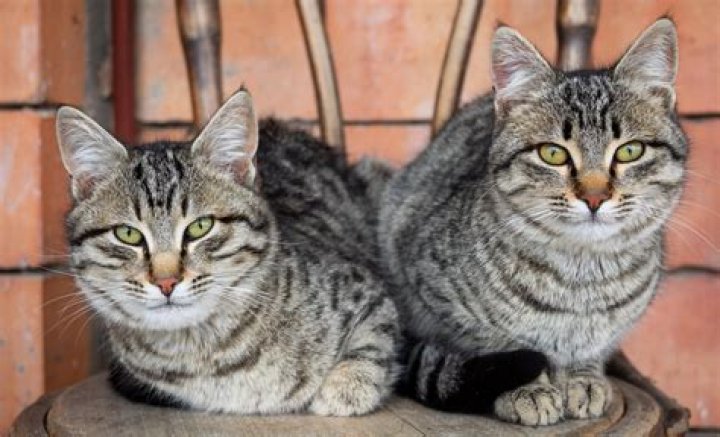 What is the meaning of tabbies?