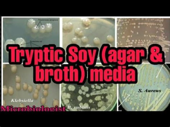 What kind of media is tryptic soy agar?