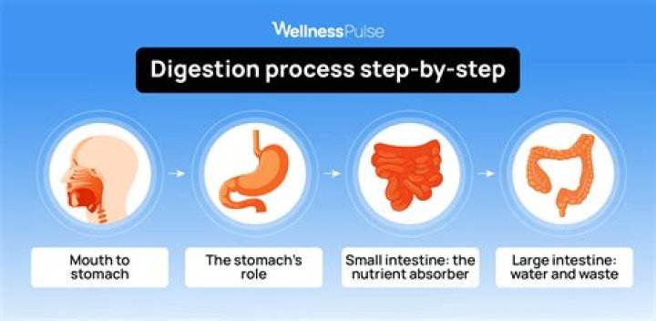 What prevents self-digestion of the stomach?