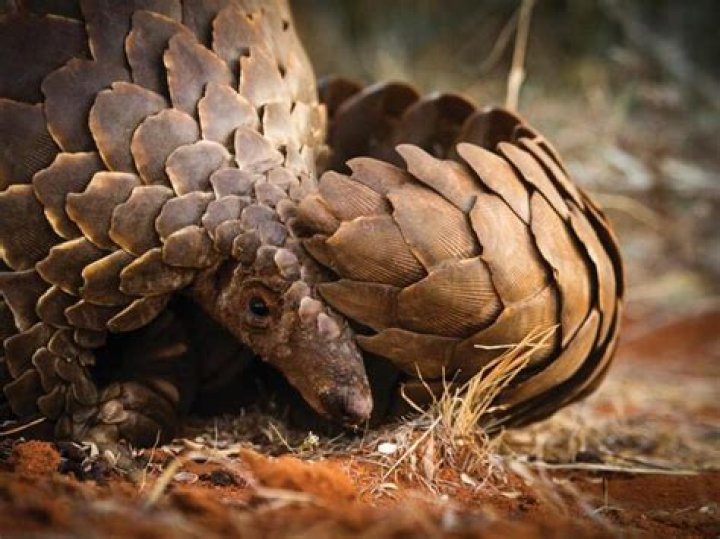 Whats a group of pangolins called?
